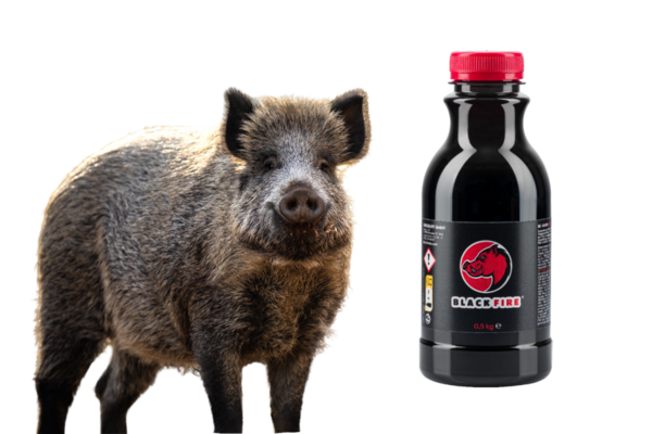 Black fire sanglier Black fire sanglier