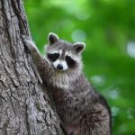 Raton laveur Raton laveur